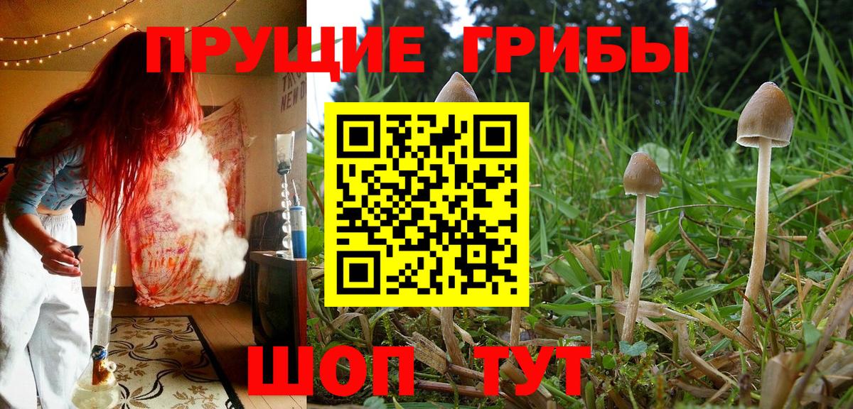 Заводоуковск  Галлюциногенные грибы Psilocybine cubensis  Вход с VPN 